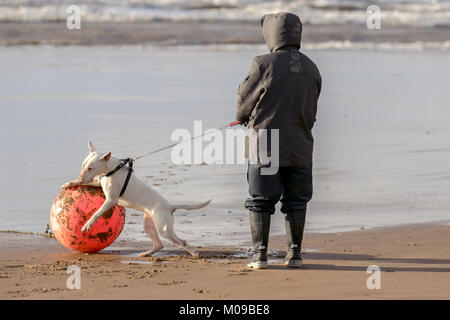 Staffordshire Bull Terrier Oscar montare comportamento come egli forma un'attrazione istantanea per un parafango marino buoy washed up con tempesta mari dal Mare d'Irlanda. Oscar ama inseguire qualsiasi palla, ma non ha potuto ottenere questo in bocca. I cani monteranno e gobberanno altri cani e altri animali non umani da una grande varietà di posizioni, e oggetti come palle da spiaggia, o in questo caso detriti costieri. Foto Stock