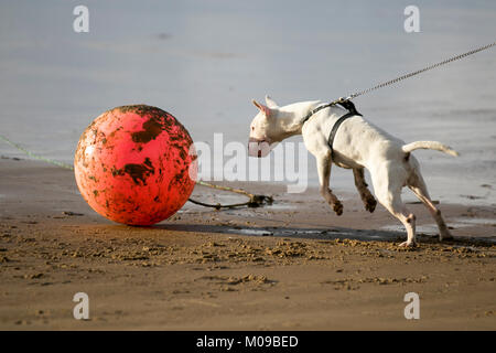 Staffordshire Bull Terrier Oscar montare comportamento come egli forma un'attrazione istantanea per un parafango marino buoy washed up con tempesta mari dal Mare d'Irlanda. Oscar ama inseguire qualsiasi palla, ma non ha potuto ottenere questo in bocca. I cani monteranno e gobberanno altri cani e altri animali non umani da una grande varietà di posizioni, e oggetti come palle da spiaggia, o in questo caso detriti costieri. Foto Stock