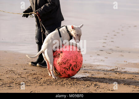 Staffordshire Bull Terrier Oscar montare comportamento come egli forma un'attrazione istantanea per un parafango marino buoy washed up con tempesta mari dal Mare d'Irlanda. Oscar ama inseguire qualsiasi palla, ma non ha potuto ottenere questo in bocca. I cani monteranno e gobberanno altri cani e altri animali non umani da una grande varietà di posizioni, e oggetti come palle da spiaggia, o in questo caso detriti costieri. Foto Stock