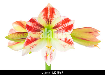 Il bianco e il rosso blooming Amaryllis flower closeup isolati su sfondo bianco Foto Stock