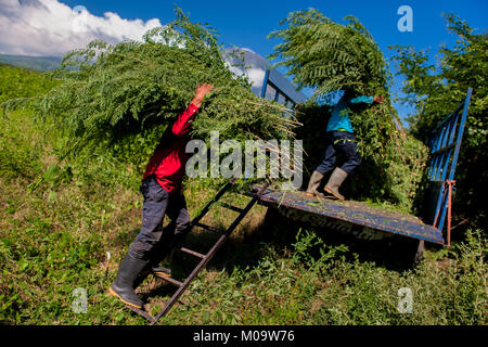 Fattoria di Salvadoran lavoratori caricare le pile di indigo piante su di un camion nel campo vicino a San Miguel, El Salvador. Foto Stock