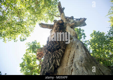 Forest neat il villaggio Letea nel delta del Danubio, Romania. Foto Stock