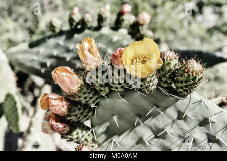 Ficodindia cactus di arancio e giallo fiori. Vintage, alta chiave, alto contrasto immagine con colori smorzati. Foto Stock