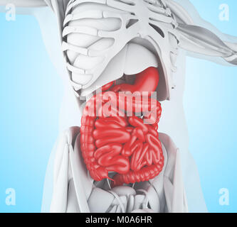 3d'illustrazione. Sistema digestivo, anatomia del dettaglio Foto Stock