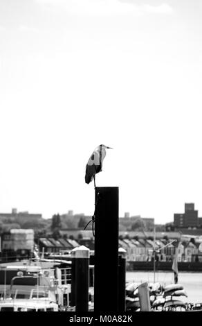 Airone cinerino (Ardea cinerea) sorge su un post sul fiume Thames, London, Regno Unito Foto Stock