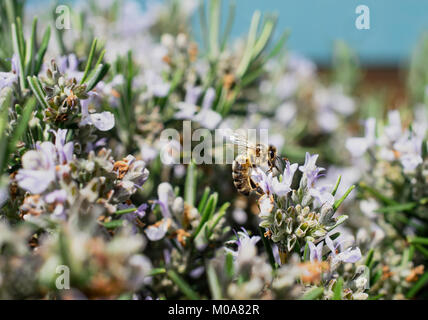 Honeybee sul rosmarino pianta con i fiori, Nottingham, Regno Unito Foto Stock