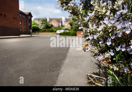 Honeybee feed sul rosmarino fiori in un parcheggio di Beeston, Nottingham, Regno Unito Foto Stock