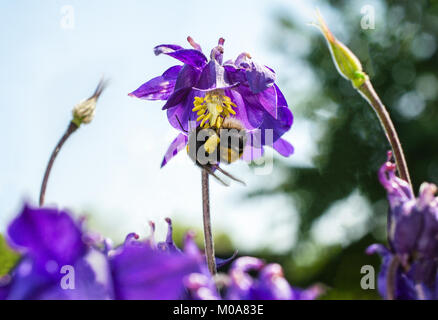 Buff tailed bumblebee pollinates Aquilegia vulgaris fiore, REGNO UNITO Foto Stock