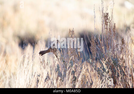 White Crowned sparrow arroccato nella boccola, Yosemite in California Foto Stock