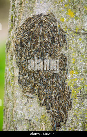 I bruchi nido su albero. Caterpillar colonia su albero con texture in verde e giallo. Albero attaccato da bruchi. I bruchi texture. Foto Stock
