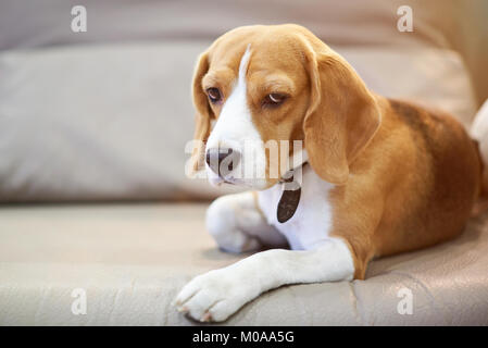 Adorabile cane beagle posa sul letto e cercando nella fotocamera Foto Stock