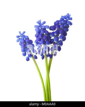 Tre fiori di uva Giacinto isolati su sfondo bianco. Foto Stock