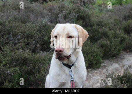 Golden Labrador guardando pensieroso con orlo arrotolato (Buster). Sedersi al di fuori Foto Stock