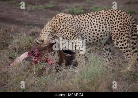 Cheetah con kill fresca Foto Stock