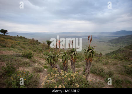 Affacciato sul cratere di Ngorongoro dal cerchione Foto Stock