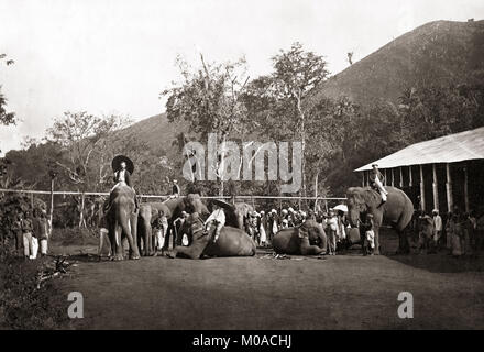 Elefanti di lavoro e station wagon coolies, India, c.1880's Foto Stock