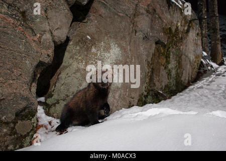 MAYNOOTH, HASTINGS HIGHLANDS, Ontario, Canada - 19 Gennaio 2018: Un fisher (Martes pennanti), parte dell'Donnola famiglia / Mustelidae foraggi per il cibo. Foto Stock