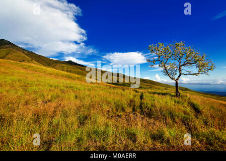 Lone Tree e spostando le nuvole in montagna, Indonesia Foto Stock