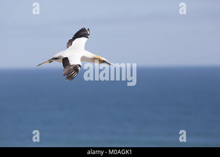 Australasian Gannett, Morus serrator, volare a Colonia Muiwai Foto Stock