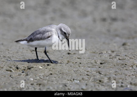 Wrybill, Anarhynchus frontalis, alimentazione Foto Stock