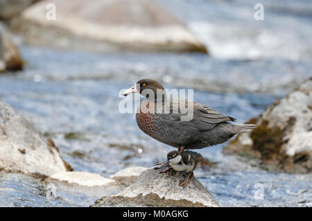 Blue Duck, Hymenolaimus malacorhynchos, con anatroccolo Foto Stock