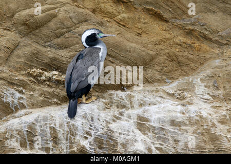 Avvistato Shag, Phalacrocorax punctatus, alla scogliera di allevamento Foto Stock