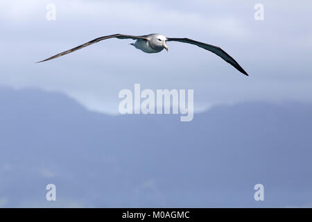 Il Salvin Albatross, Thalassarche salvini, in volo a Kaikoura Foto Stock