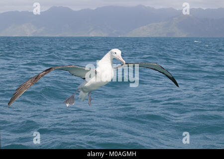 Albatro errante, Diomedea exulans, in volo a Kaikoura Foto Stock
