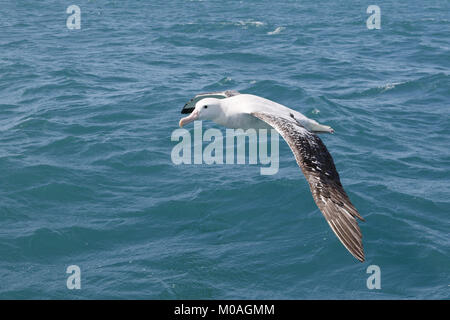 Albatro errante, Diomedea exulans, in volo a Kaikoura Foto Stock