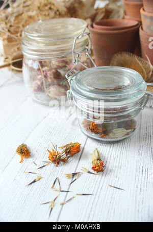 Salvataggio e archiviazione essiccati Sementi di fiori raccolti da un giardino inglese tra cui calendula, nigella, allium, papavero e teasels, ermetico in un barattolo di vetro Foto Stock