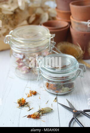 Salvataggio e archiviazione essiccati Sementi di fiori raccolti da un giardino inglese tra cui calendula, nigella, allium, papavero e teasels, ermetico in un barattolo di vetro Foto Stock