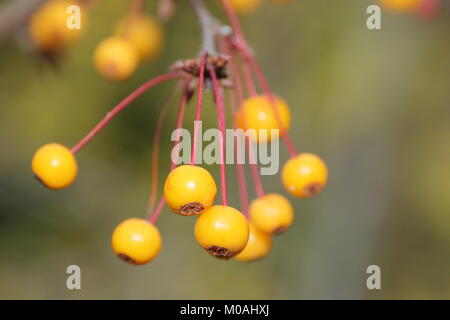 Golden Frutti di Malus transitoria, chiamato anche Golden gocce di pioggia in un giardino inglese, Autunno/Inverno (3 dicembre), Regno Unito Foto Stock