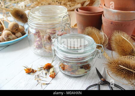 Salvataggio e archiviazione essiccati Sementi di fiori raccolti da un giardino inglese tra cui calendula, nigella, allium, papavero e teasels, ermetico in un barattolo di vetro Foto Stock