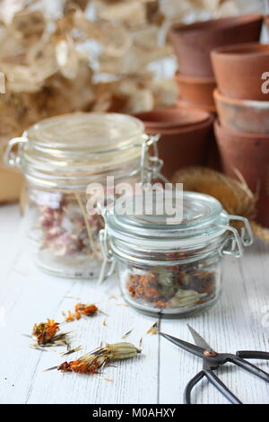 Salvataggio e archiviazione essiccati Sementi di fiori raccolti da un giardino inglese tra cui calendula, nigella, allium, papavero e teasels, ermetico in un barattolo di vetro Foto Stock