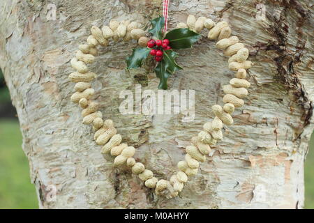 Creazione di una rapida, inverno a forma di cuore bird feeder da scimmia dadi (guida passo passo). Passo 3 di 3: alimentatore posto dove si può godere la visione di uccelli Foto Stock