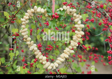 Creazione di una rapida, inverno a forma di cuore bird feeder da scimmia dadi (guida passo passo). Passo 3 di 3: alimentatore posto dove si può godere la visione di uccelli Foto Stock