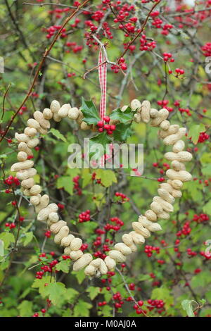 Creazione di una rapida, inverno a forma di cuore bird feeder da scimmia dadi (guida passo passo). Passo 3 di 3: alimentatore posto dove si può godere la visione di uccelli Foto Stock