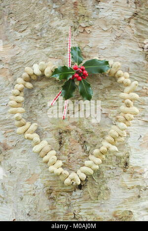 Creazione di una rapida, inverno a forma di cuore bird feeder da scimmia dadi (guida passo passo). Passo 3 di 3: alimentatore posto dove si può godere la visione di uccelli Foto Stock