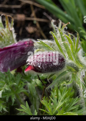 Il deep red flower bud di Pulsatilla vulgaris rubra con scintillanti di goccioline di acqua Foto Stock