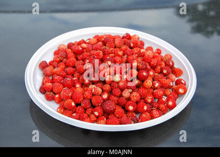 Ripe rosso Fragole foresta giacciono su di un piatto di plastica bianca sul cofano della macchina. Raccogliere i doni della foresta. Foto Stock