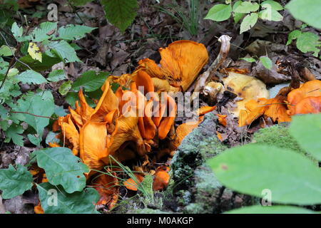 I funghi sul suolo della foresta. Foto Stock