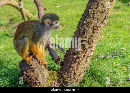 Monkey seduti sulla struttura ad albero Foto Stock