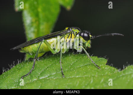 Sawfly (Tenthredo mesomela) poggiante su un Rovo foglie. New Inn, Tipperary, Irlanda. Foto Stock