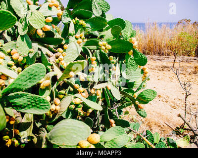 La maturazione dei frutti di cactus, ficodindia sulla spiaggia di Lagos, Algarve, PORTOGALLO Foto Stock