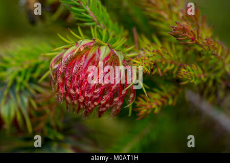 Darwinia neildiana ... Western Australian Millefiori Foto Stock