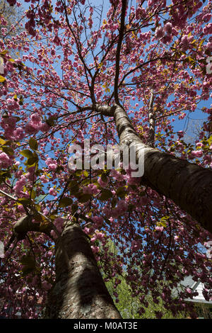 Fioritura ciliegio bellissimi fiori stagione primavera close-up per la ricerca di prospettiva blue sky background Asheville Carolina del Nord a Sud-est di noi Foto Stock