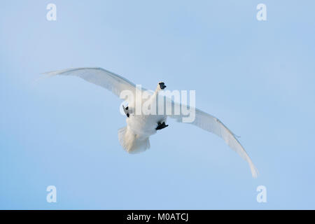 I cigni trombetta (Cygnus buccinatore), USA, da Dominique Braud/Dembinsky Foto Assoc Foto Stock