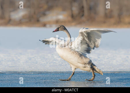 Immaturo trumpeter swan (Cygnus buccinatore), St. Croix nei pressi del fiume Hudson, Wisconsin. Verso la fine di dicembre, di Dominique Braud/Dembinsky Foto Assoc Foto Stock