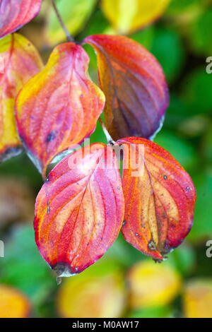 Dogwood, Cornus kousa 'Gold Star' foglie autunnali Foto Stock