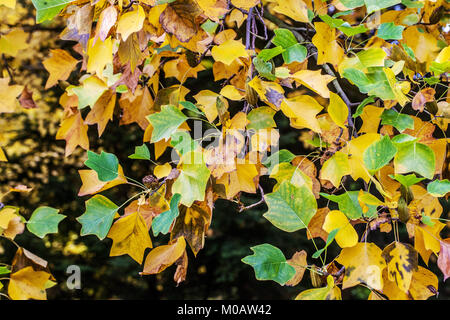 Liriodendron Tulipifera, Tulip tree Foto Stock